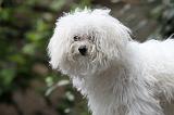 BICHON BOLONAIS 009